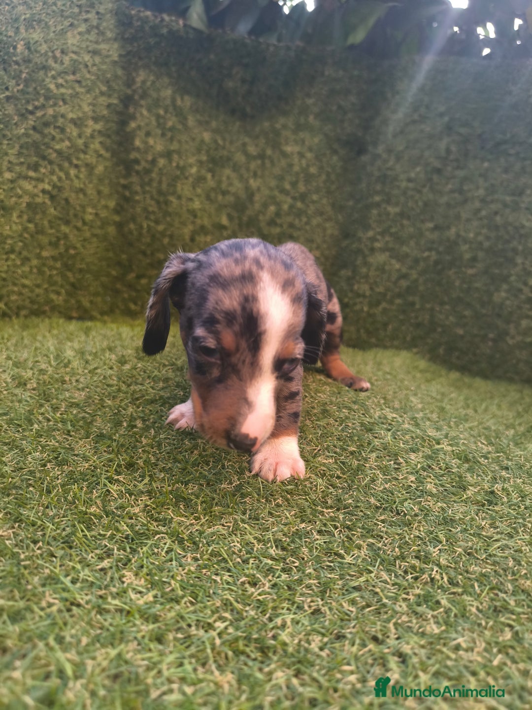 Teckel perros en venta: camada teckel canichen varios colores  - Imagen 11