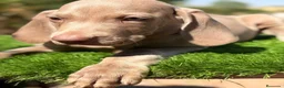 Weimaraner perros en venta: Braco de Weimar  - Anuncio 5