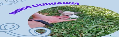 Chihuahua Cachorro 6