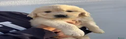 Golden Retriever perros en venta: golden retriever  - Anuncio 7