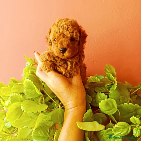 Caniche Toy perros - Anuncio 8