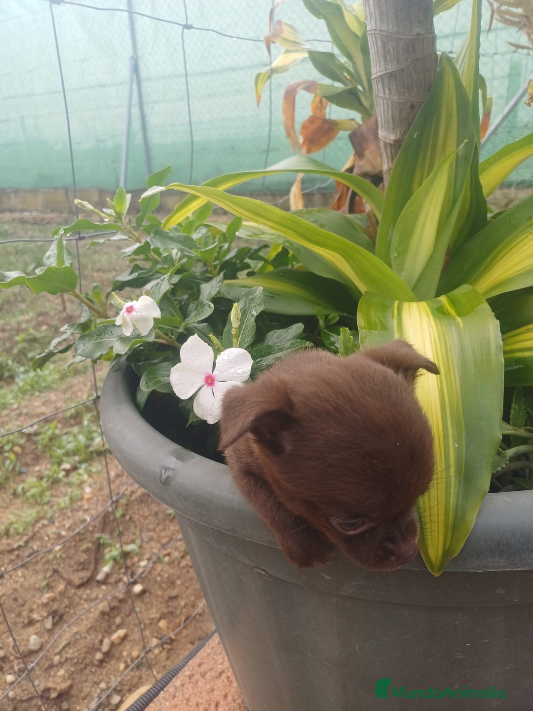 Chihuahua perros en venta: Chihuahua macho micro toy chocolate  - Anuncio 4