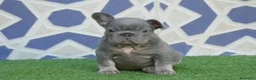 Bulldog Francés perros en venta: Bulldog Frances  - Anuncio 4