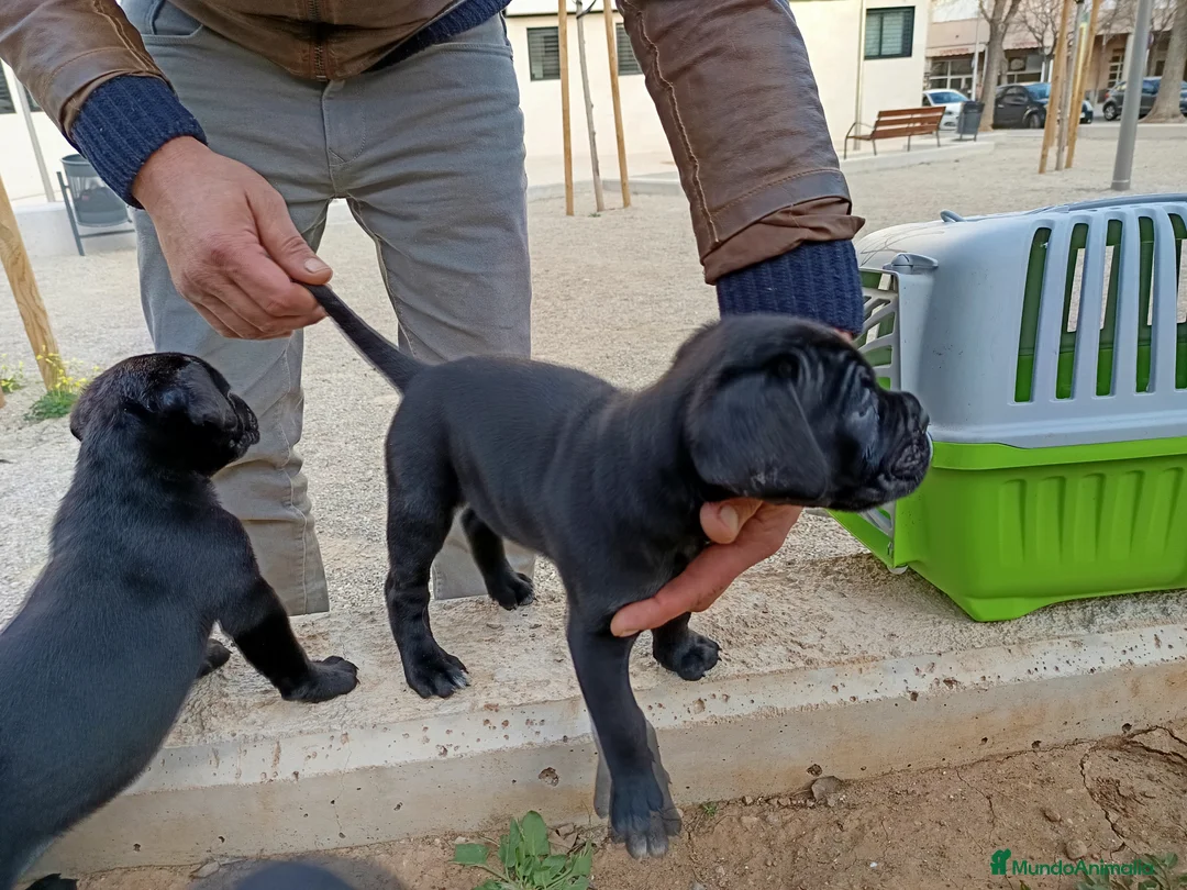 Imagen de galería {{count}}