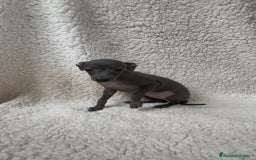 Pequeño Lebrel Italiano perros en venta: Pequeño lebrel Italiano Piccolo  - Imagen 4