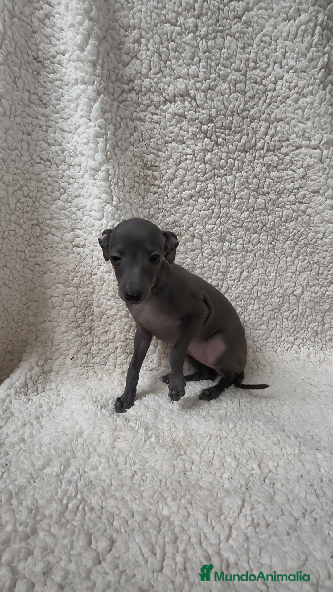 Pequeño Lebrel Italiano perros en venta: Pequeño lebrel Italiano Piccolo  - Imagen 4