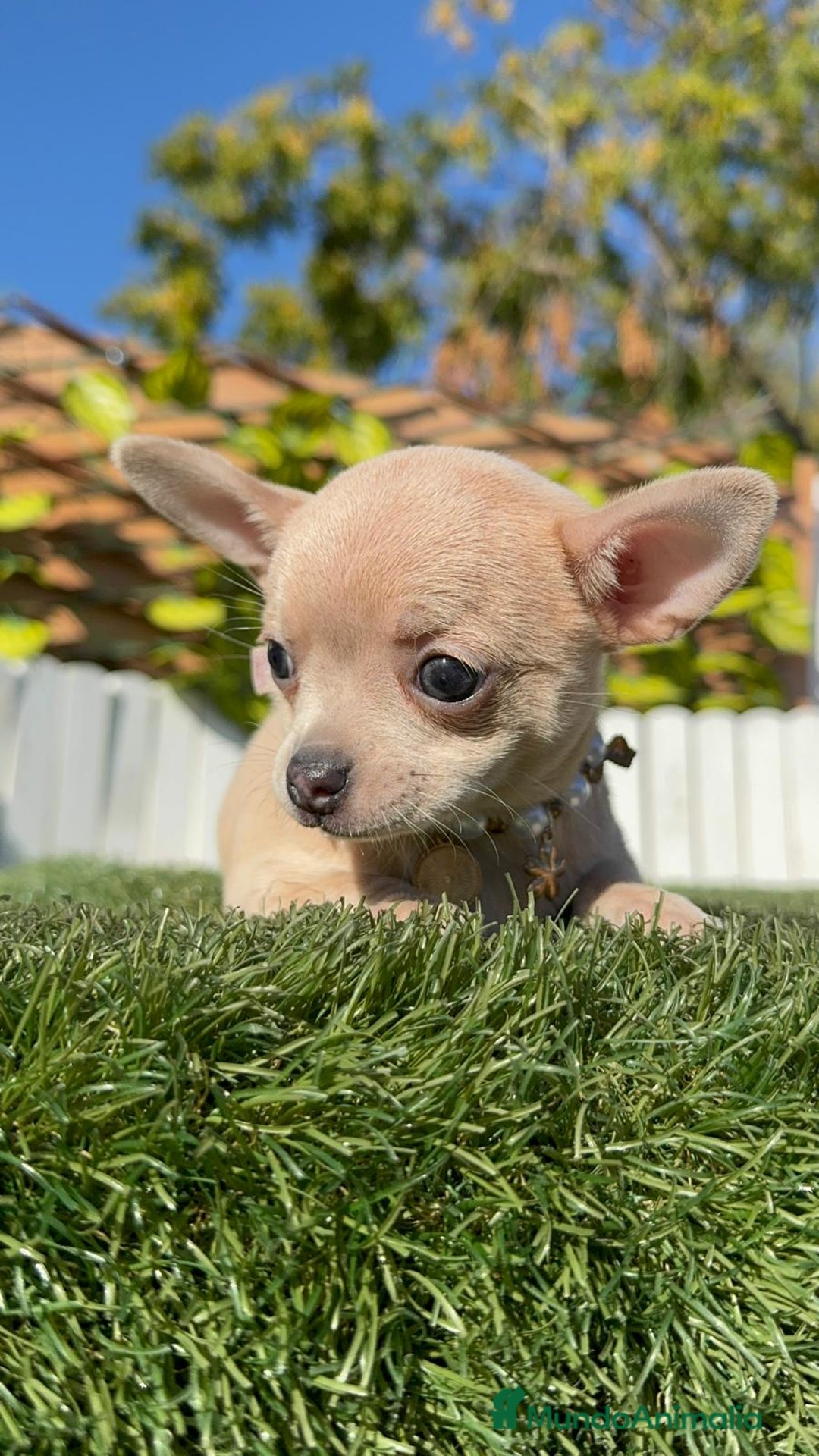 Chihuahua perros en venta: CHIHUAHUA HEMBRA - Anuncio 17