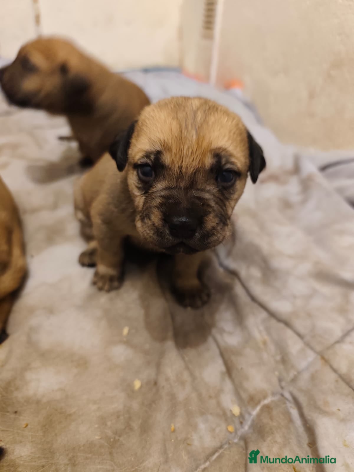 Cane Corso perros Cane corso  - Anuncio 26
