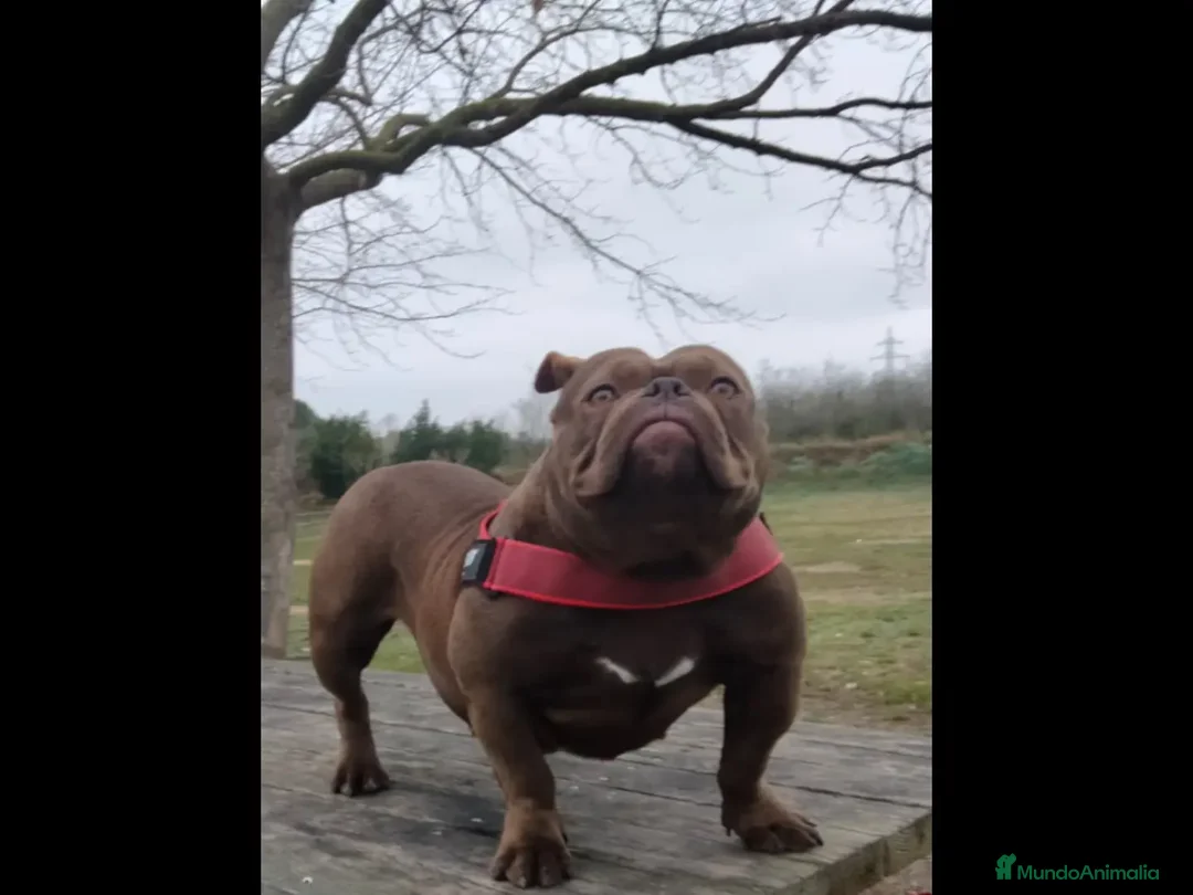 American Bully perros en venta: América bully micro exótico  - Anuncio 10