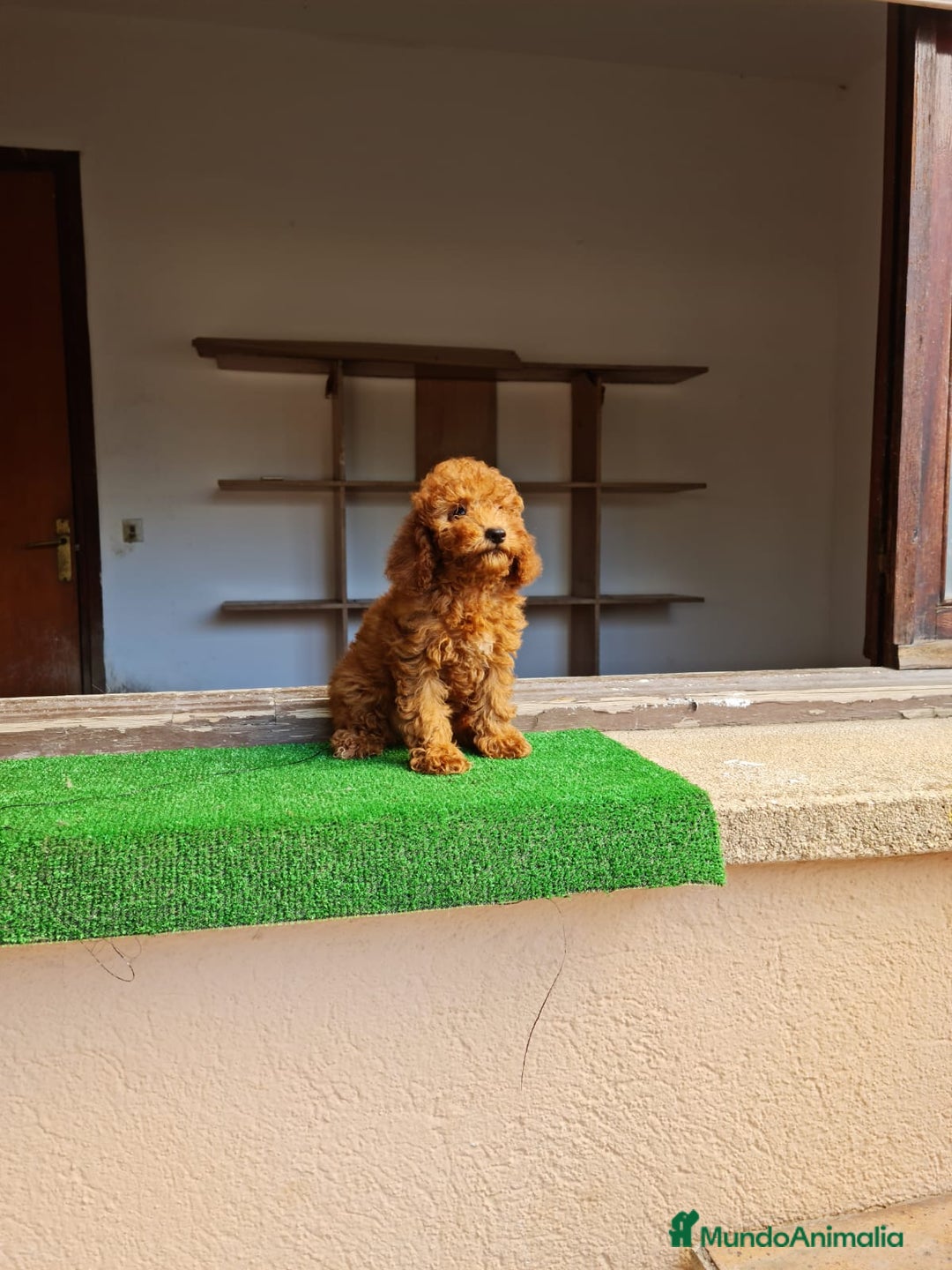 Caniche Toy perros en venta: Caniche miniatura  - Imagen 3