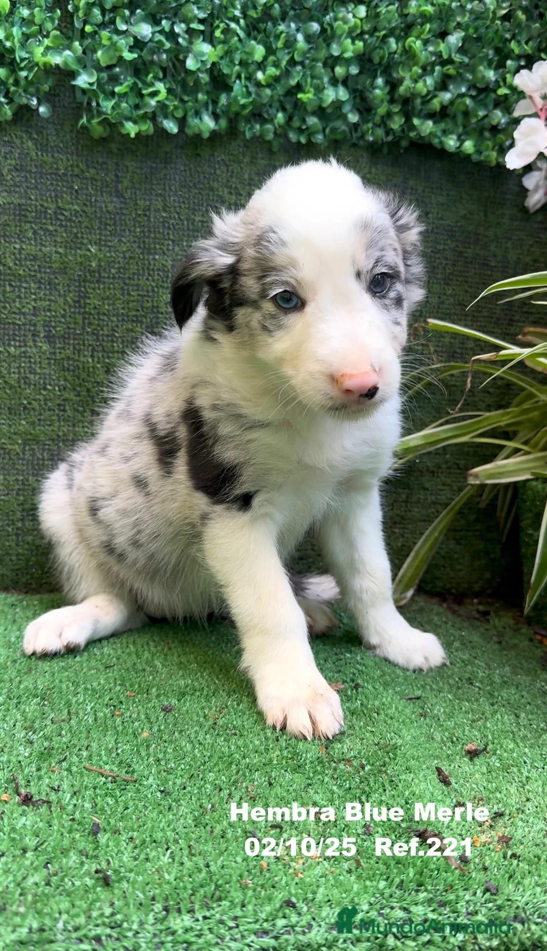 Border Collie perros en venta: Border Collie hembra Blue Merle - Anuncio 26