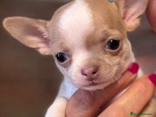 Chihuahua perros en Valencia - Anuncio 3