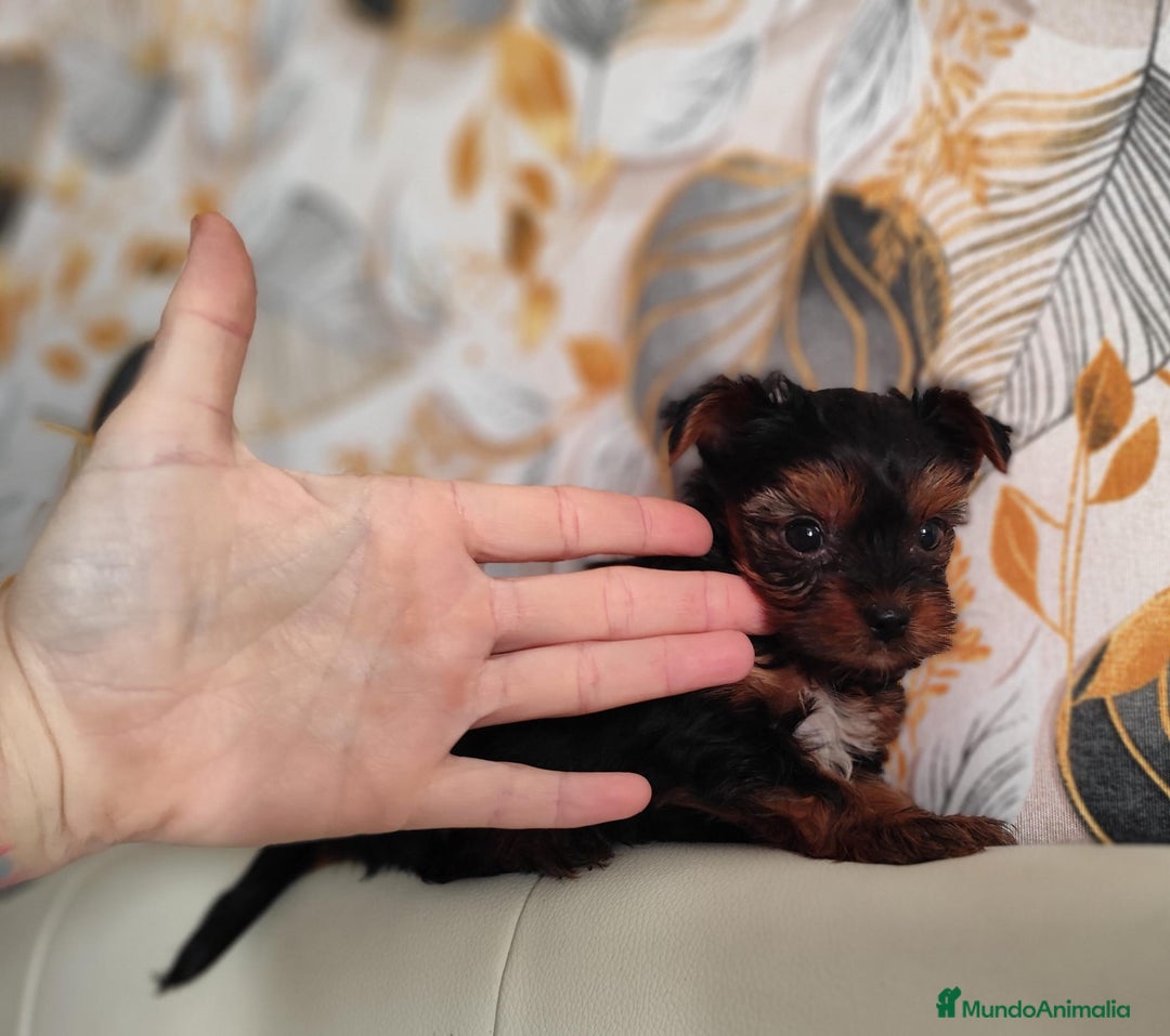 Yorkshire Terrier perros en venta: Yorkshire terrier toy - Anuncio 4