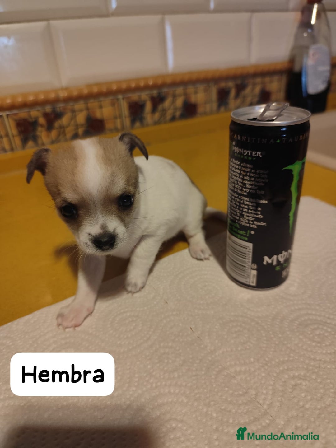 Chihuahua perros en venta: Chihuahua Toy cabeza de manzana  - Imagen 4