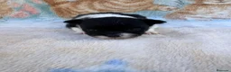 Pomerania perros en venta: Pomerania - Anuncio 30