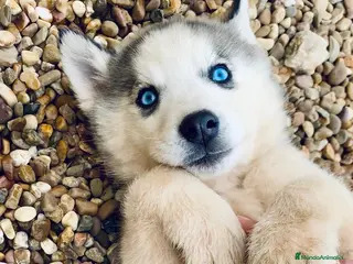 Husky Siberiano perros Husky - Anuncio 1