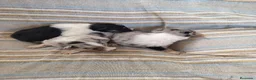 Collie de Pelo Largo perros en venta: Rough collie  - Anuncio 4