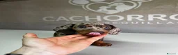 Teckel perros en venta: Teckel Arlequin  - Anuncio 4