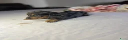 Teckel Miniatura perros en venta: Cachorra mini arlequín plata  - Anuncio 2