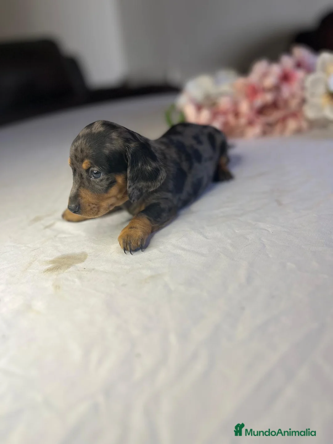 Teckel Miniatura perros en venta: Cachorra mini arlequín plata  - Anuncio 2
