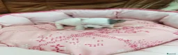 Chihuahua perros en venta: CHIHUAHUA TOY - Anuncio 5