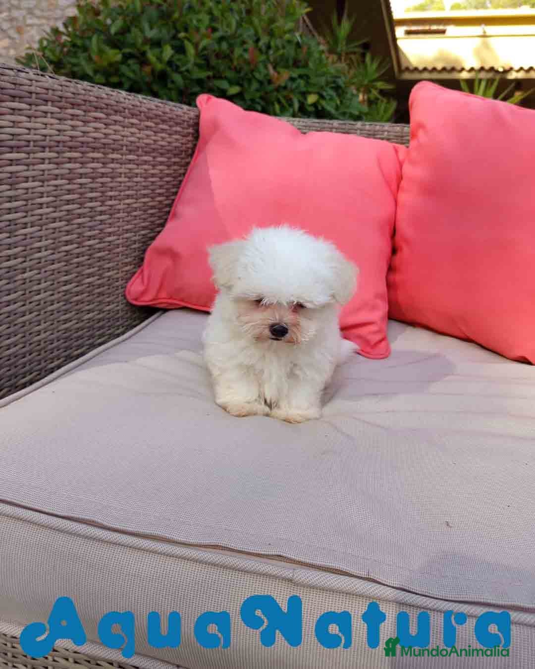 Bichón Maltés perros en venta: Bichon Maltes Macho de Malita AQUANATURA - Imagen 2