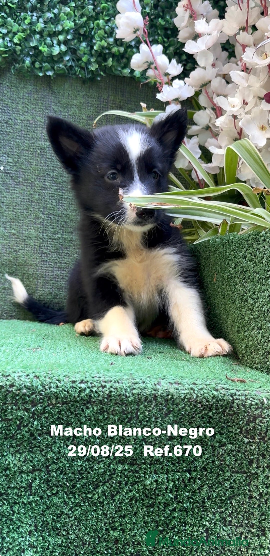 Border Collie perros en venta: Border Collie - Imagen 34