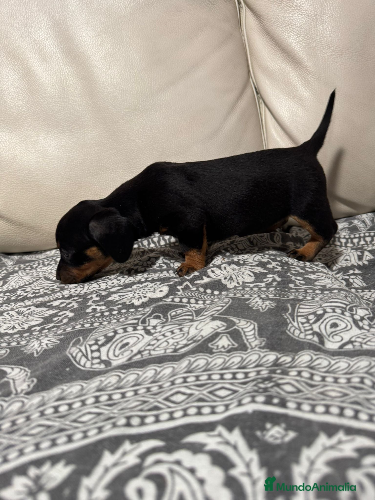 Teckel perros Teckel  - Anuncio 1