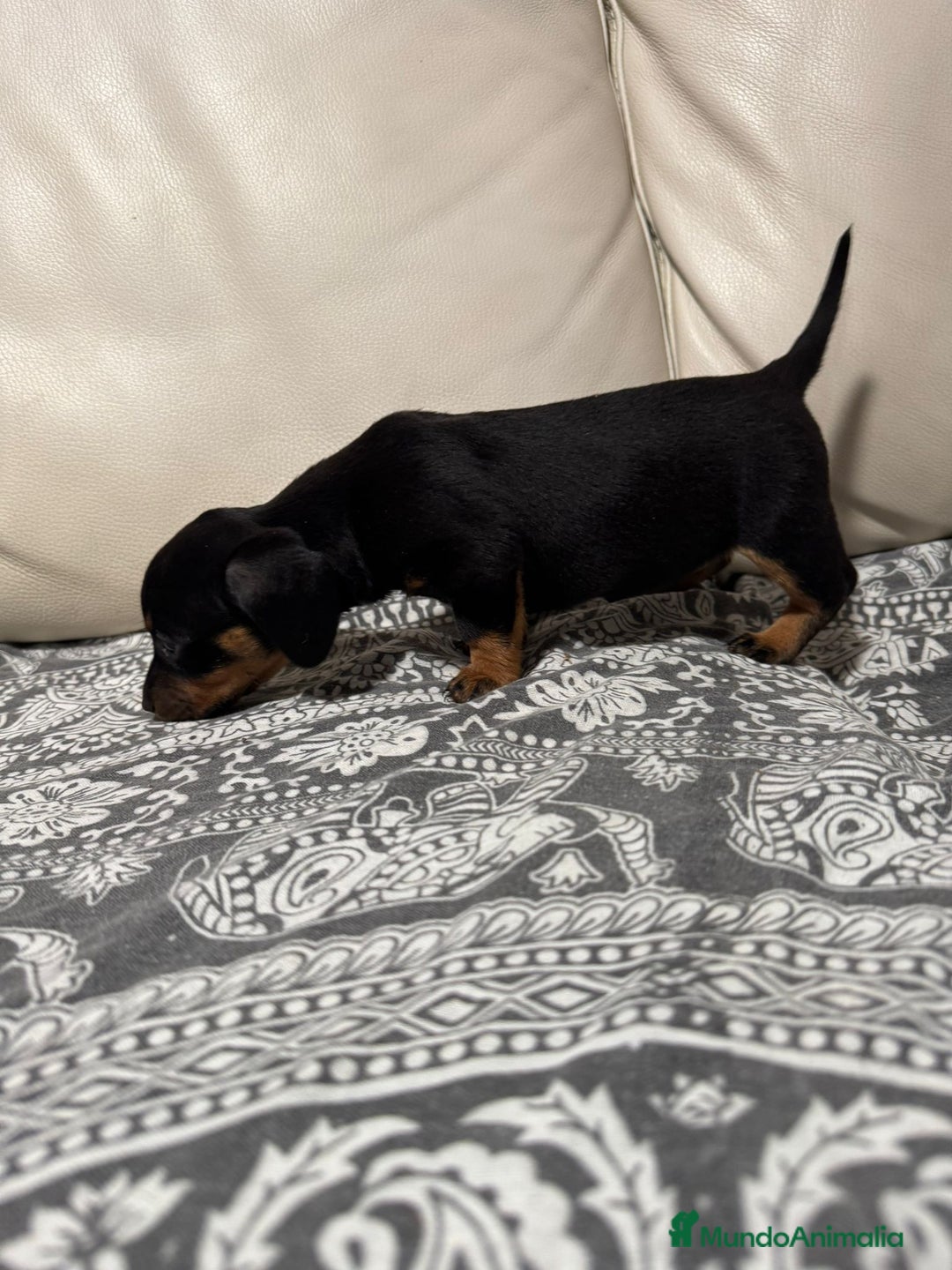 Teckel perros en venta: Teckel  - Anuncio 1