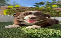 Border Collie perros en venta: BORDER COLLIE HEMBRA CHOCOLATE - Imagen 3