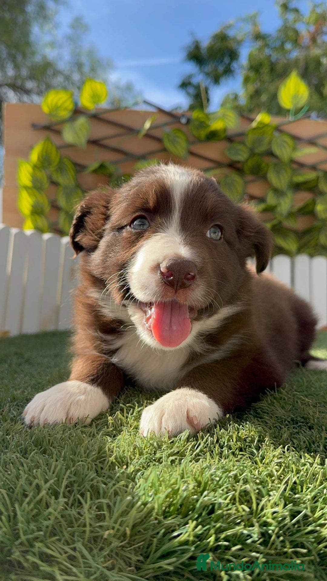 Border Collie perros en venta: BORDER COLLIE HEMBRA CHOCOLATE - Imagen 3