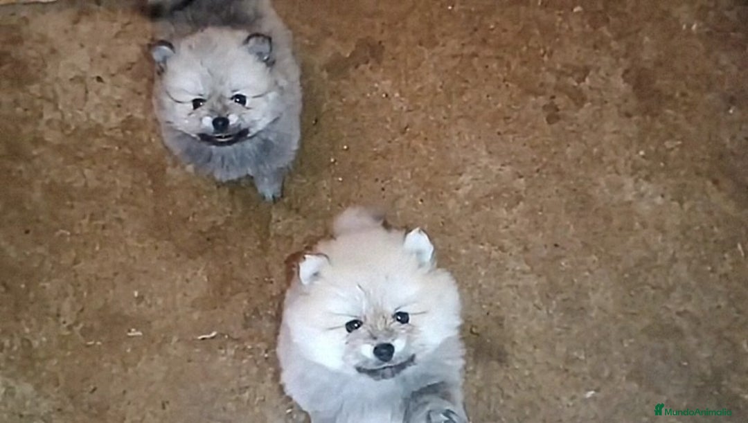 Pomerania perros en venta: PRECIOSOS POMERANIAS DESDE 800 € - Imagen 4