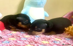 Pinscher Miniatura perros en venta: cachorros de Pinscher Miniatura - Anuncio 6