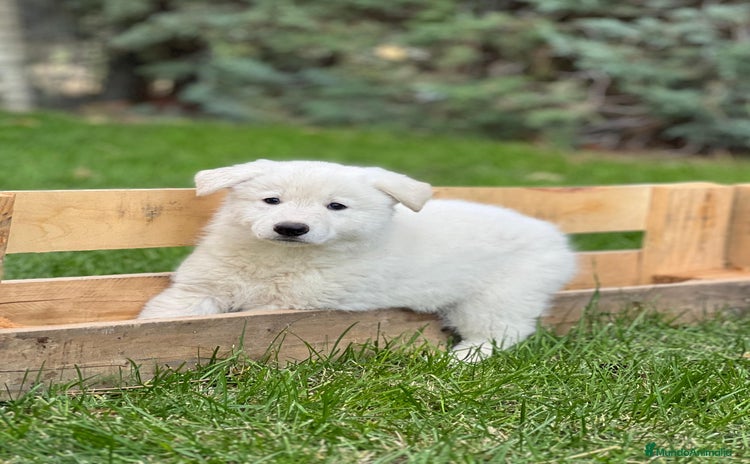 Pastor Blanco Suizo perros - Anuncio 2