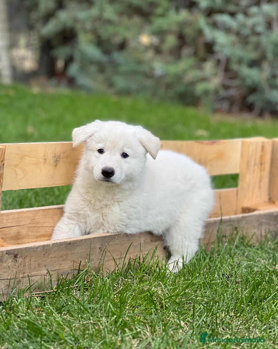 Pastor Blanco Suizo perros en venta: Pastor blanco suizo  - Imagen 1