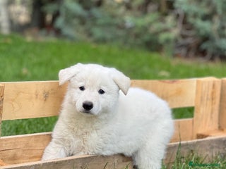 Pastor Blanco Suizo perros - Anuncio 1