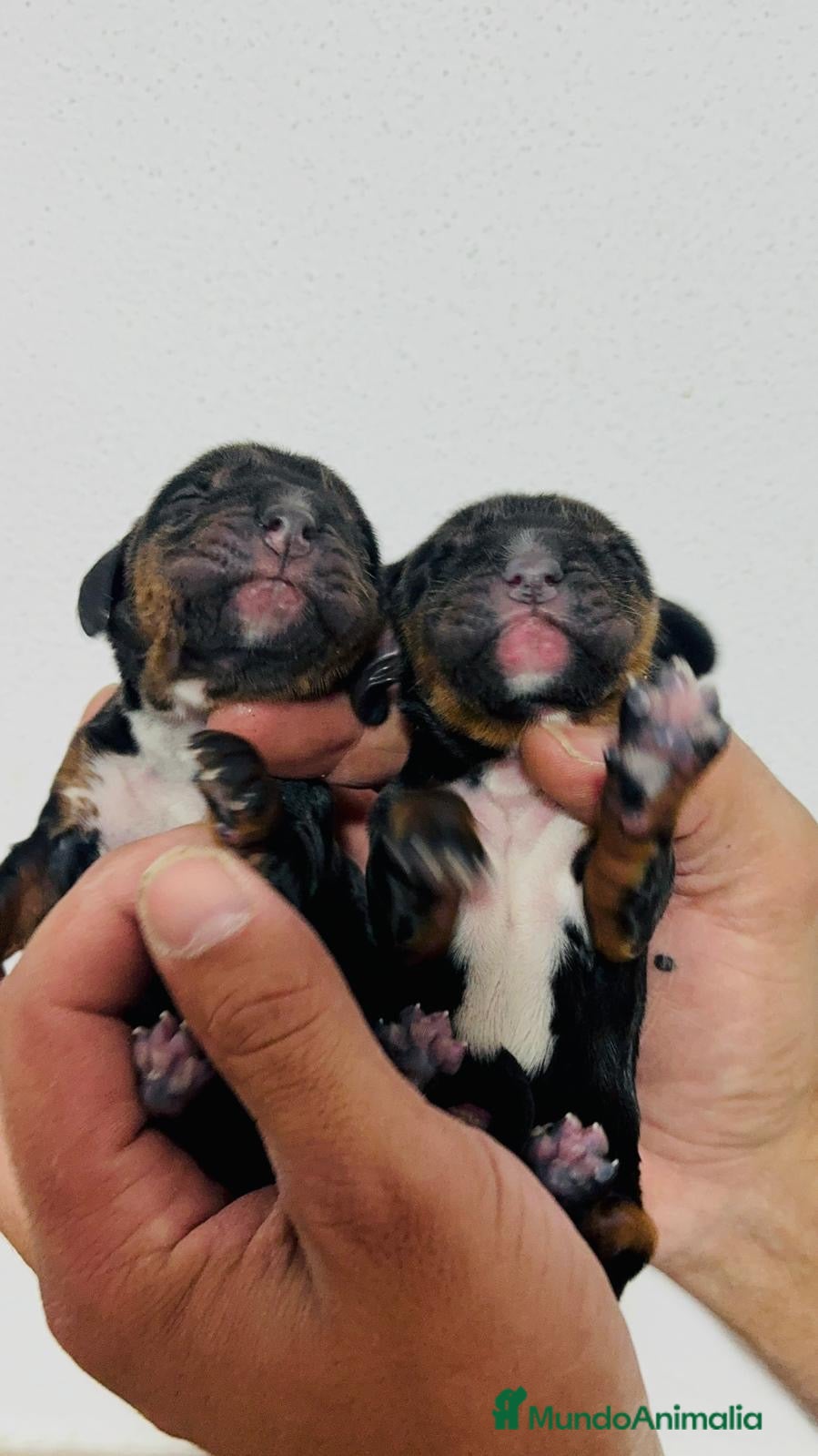 Cocker Spaniel Inglés perros COCKER HEMBRAS - Anuncio 4