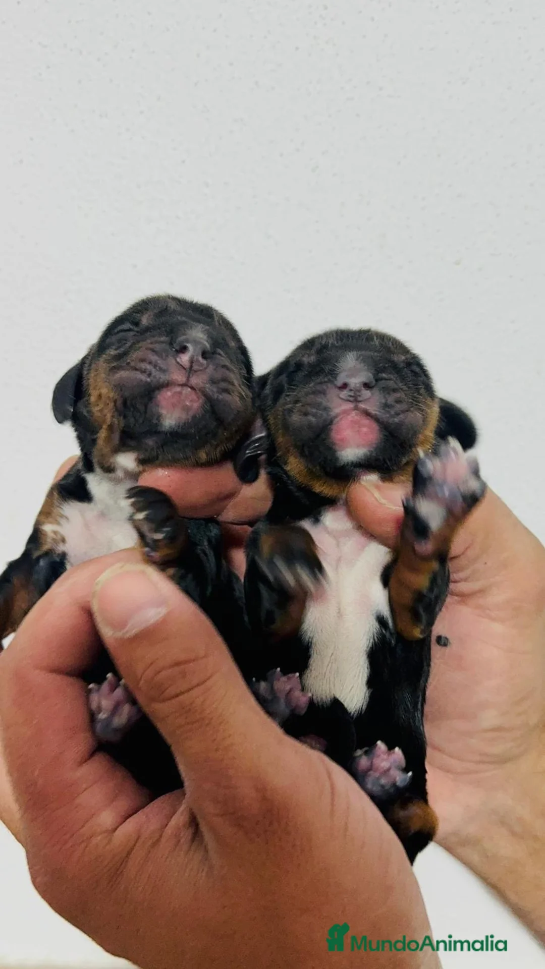 Cocker Spaniel Inglés perros en venta: COCKER HEMBRAS - Anuncio 2