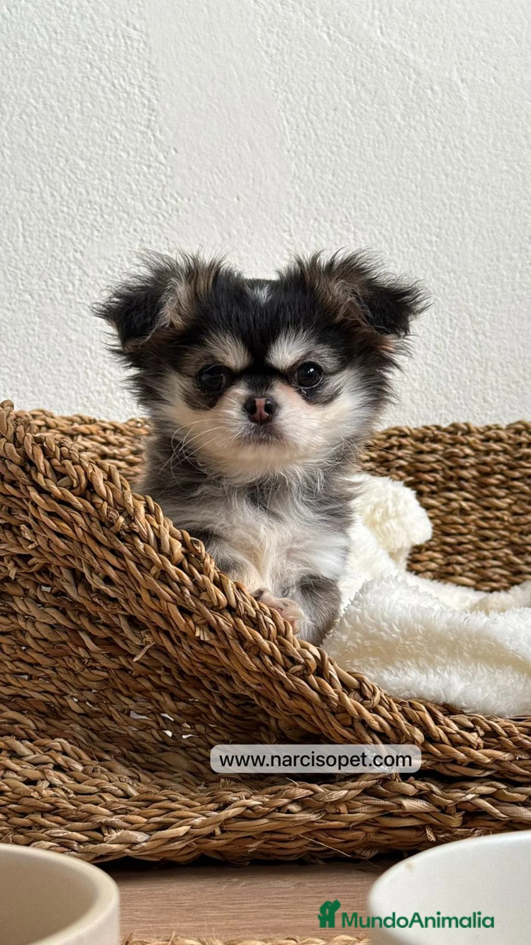 Chihuahua perros en venta: TU CHIHUAHUA PELO LARGO - Anuncio 2