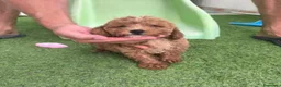 Caniche Enano perros en venta: Caniches enanos - Anuncio 3