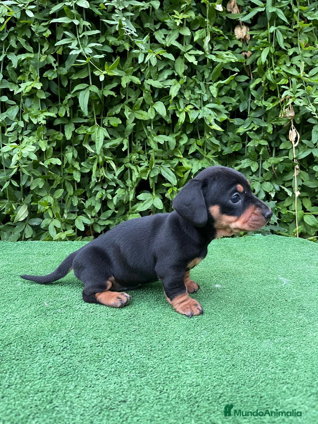 Teckel Miniatura perros en venta: Teckel mini - Anuncio 3