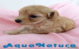 Raza Mixta perros en venta: Havapoo Hembra 3 de Leo y Alejo AQUANATURA - Imagen 7