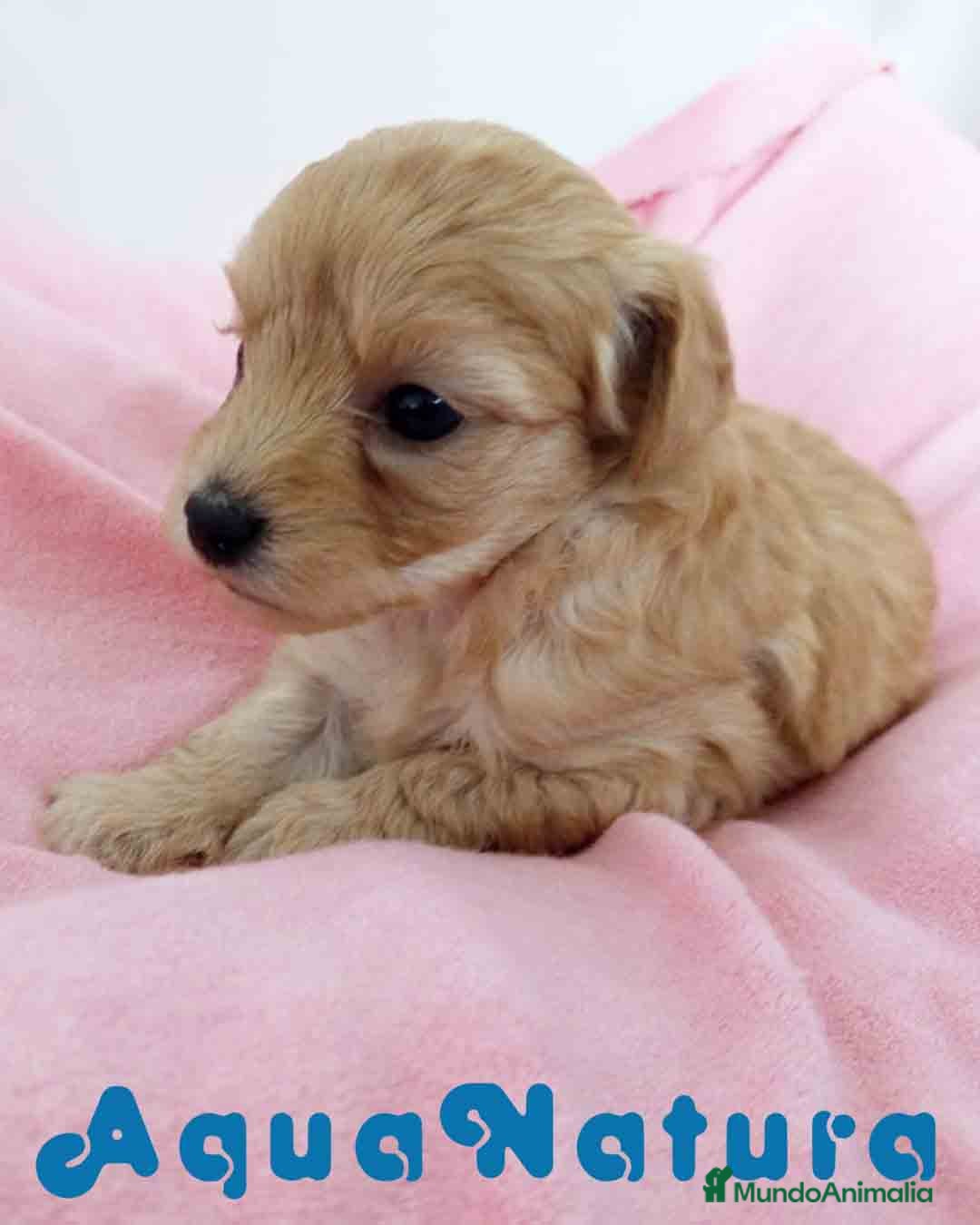 Raza Mixta perros en venta: Havapoo Hembra 3 de Leo y Alejo AQUANATURA - Imagen 7