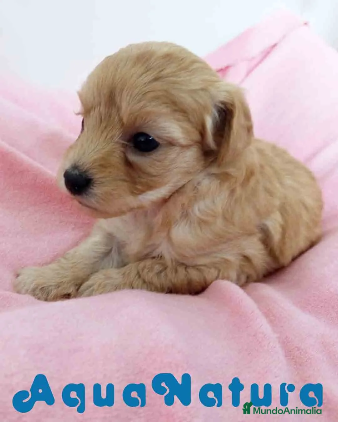 Raza Mixta perros en venta: Havapoo Hembra 3 de Leo y Alejo AQUANATURA - Anuncio 7