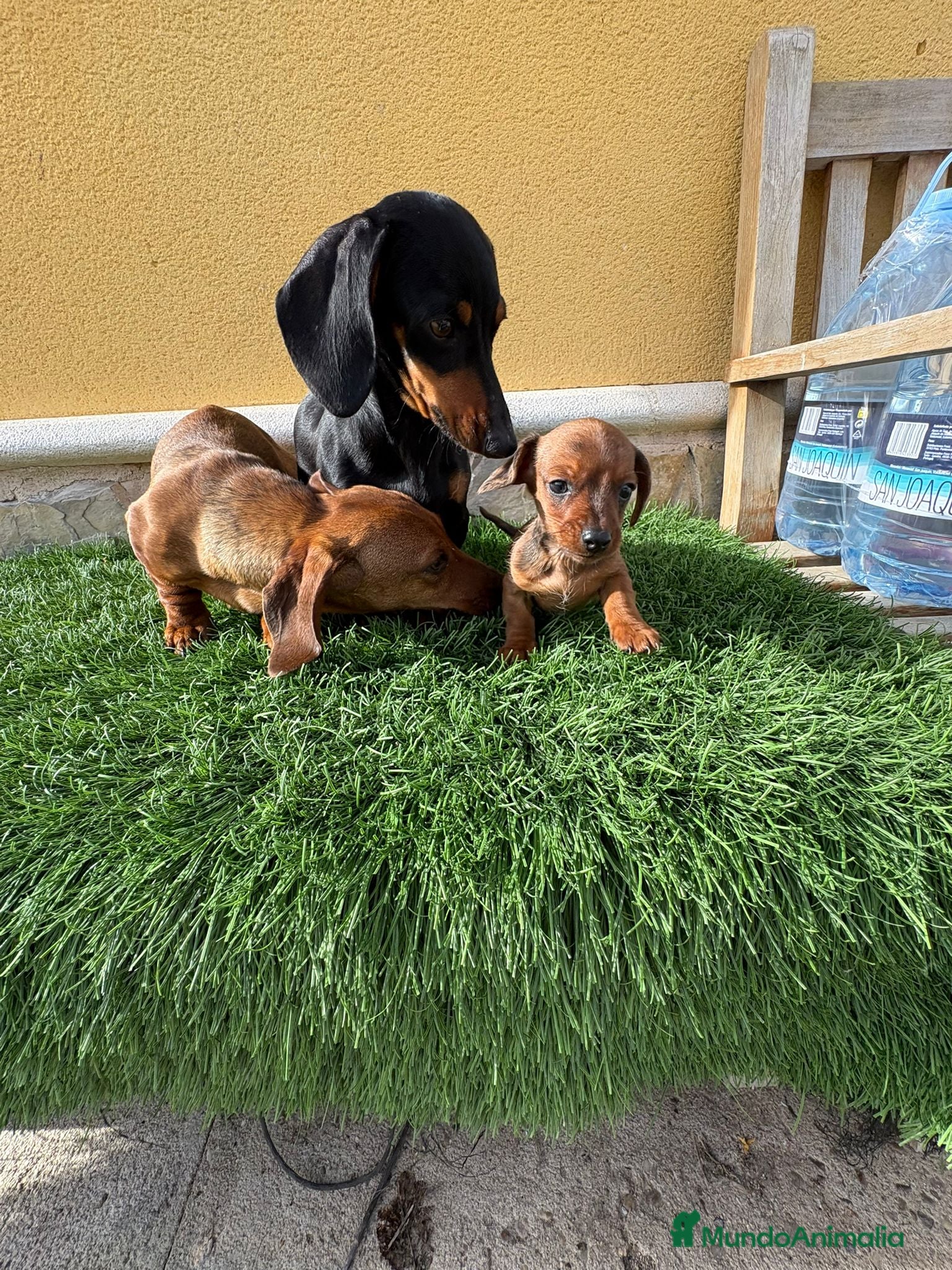 Teckel Miniatura perros Teckel miniatura y teckel kaninchen  - Anuncio 1