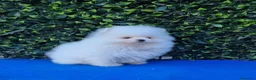 Pomerania perros en venta: Lulú de Pomerania - Anuncio 3