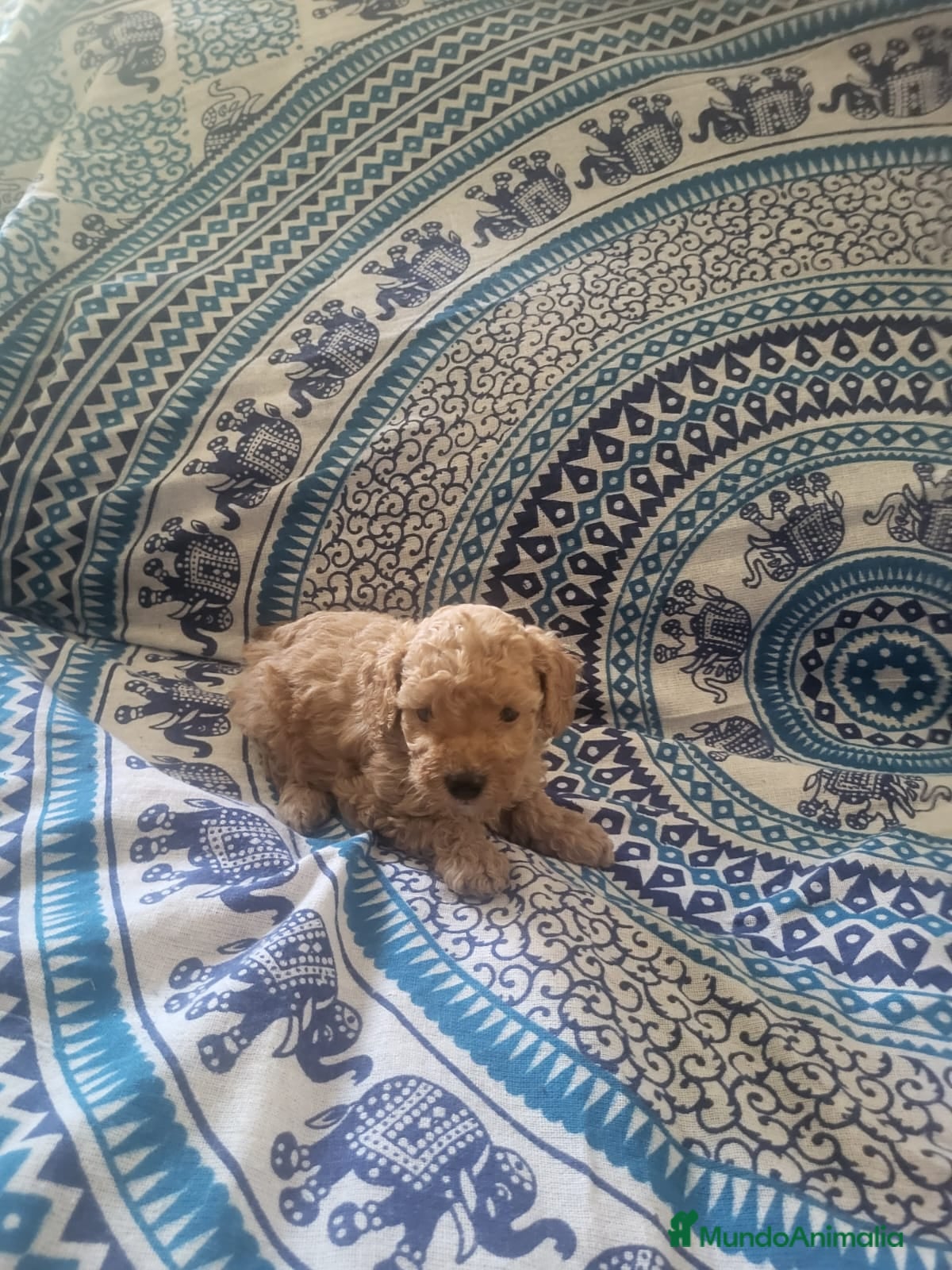 Caniche Enano perros Caniches en Barcelona - Anuncio 26