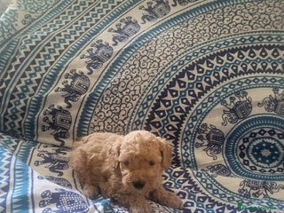 Caniche Enano perros en Barcelona - Anuncio 25