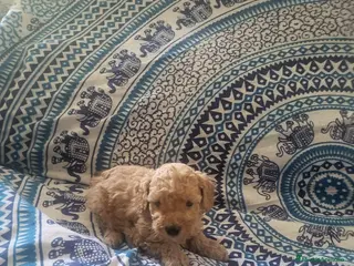 Caniche Enano perros Caniches en Barcelona - Anuncio 5