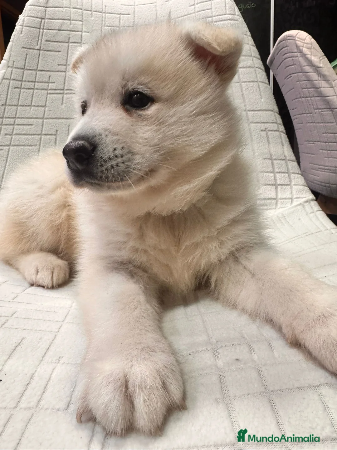 Pomsky perros en venta: Cachorro macho de Pomsky buen precio - Anuncio 17